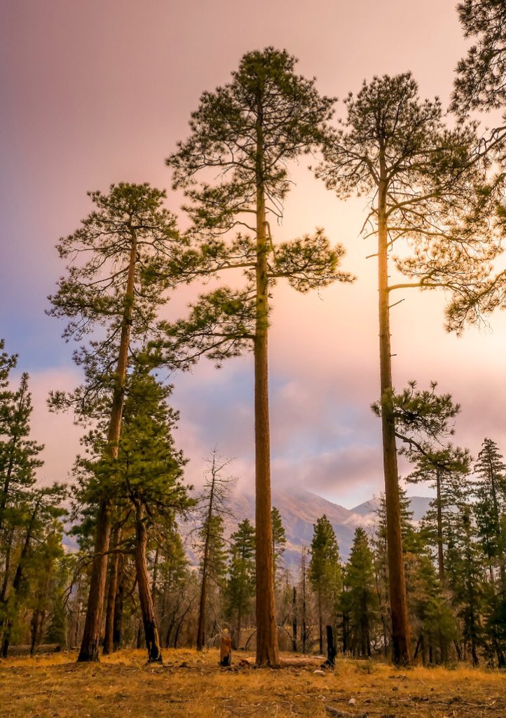 Mountain Winter...
.
.
.
.

#LandscapeLovers #ca #AwesomeGlobe #IGRefined #Earthescope 
#landscapephotography
#landscape
#nature
#naturephotography
#naturelovers
#nature_photo
#naturepic
#naturepics
#landscapelovers #richardgreenla  #bigbearlake