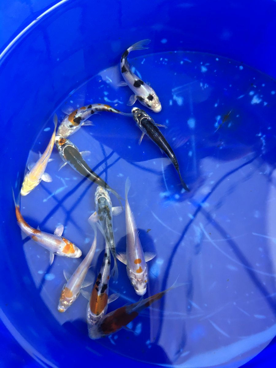 FREE Fish Friday 🐟 🐠Tomorrow July 24th stop into our Pattersonville store 10am-4pm to receive 1 FREE 3-4" Koi (no purchase necessary). Hurry in before they're gone! Limit 1 per family/group per day. While supplies last. #koi #pondfish #ponds #waterfalls