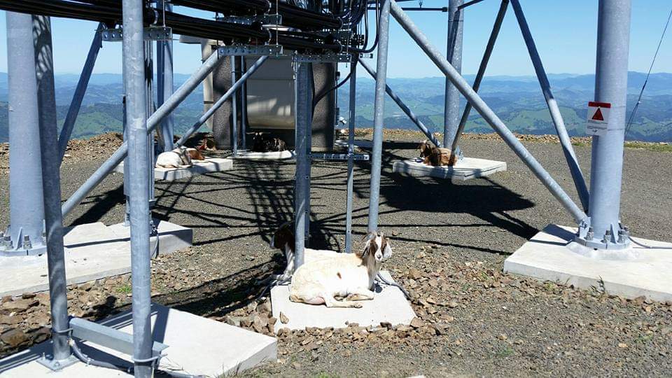FBIPortland's tweet photo. When our Electronics Technician got to one of our radio sites he found a goat gathering. They were friendly and he was able to complete repairs. It really wasn't that baaaaaaaaad. It's #allinadayswork https://t.co/d5hA9dq2i0