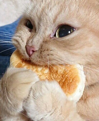 sweetbearvante's tweet photo. yoongi as a cat

a thread

 #MTVHottest BTS @BTS_twt https://t.co/0niJR2Zm3N