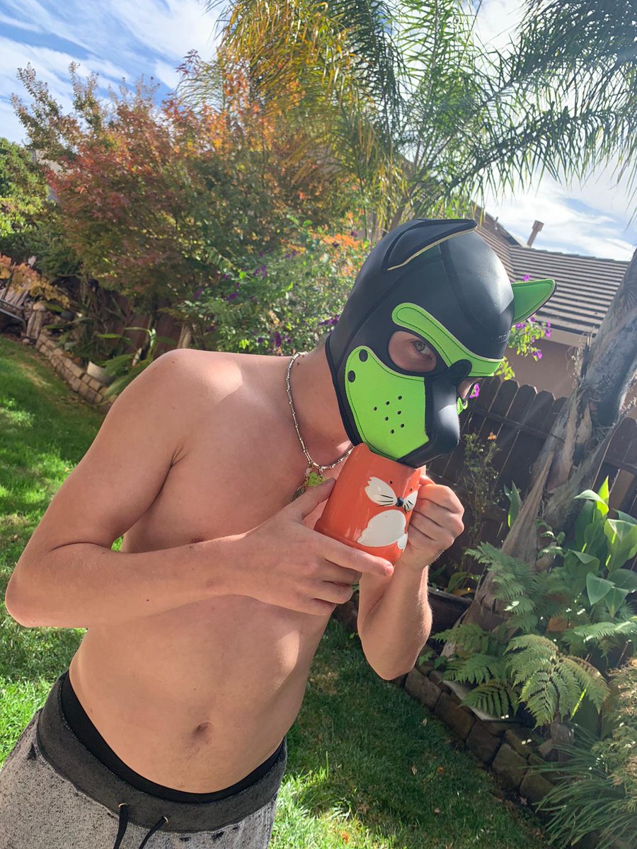 Pup_chance's tweet photo. Puppy enjoys morning coffee under the california palms ☕🌴☺️ #naturescoffee #foxmug #foxpup https://t.co/4pebr7Z2qa
