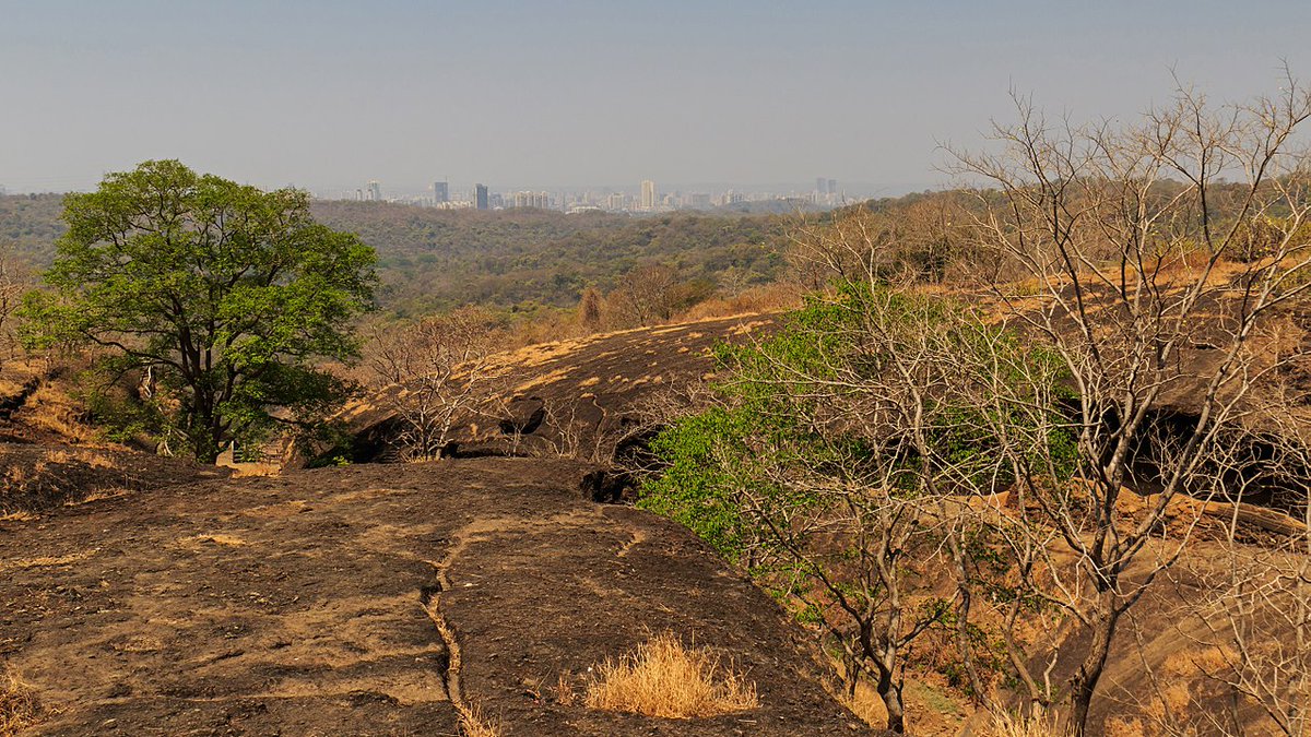 27/ Mumbai: Sanjay Gandhi National Park, established in 1996 with headquarters at Borivali, is a 87 km2 protected area having rich flora and fauna. It is one of the most unique national parks of the country due to its setting within the limits of a major city.