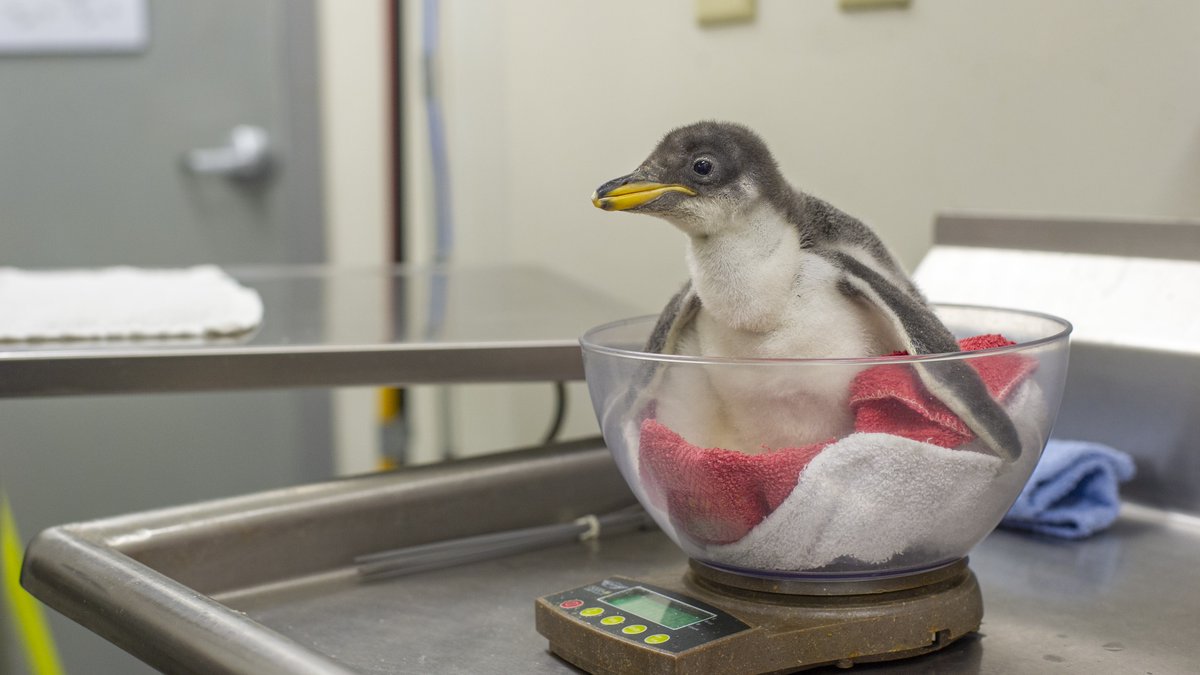 WTVC NewsChannel 9 tweet media