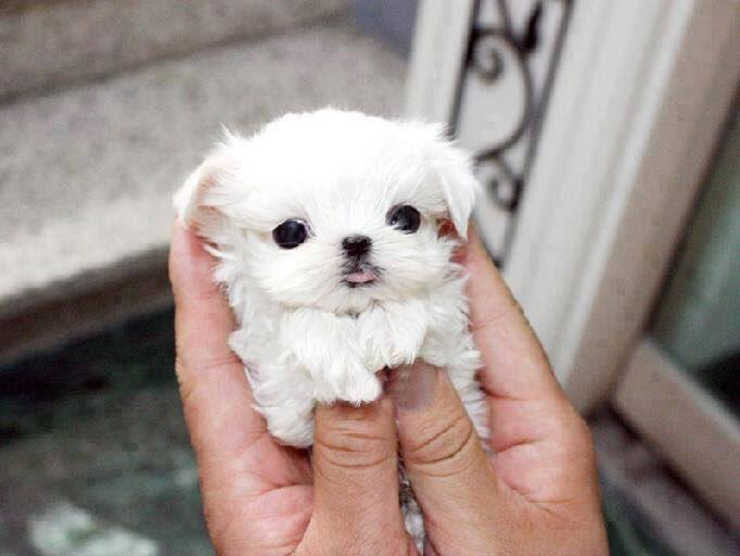 🖊️HungryScribbler 🇵🇭🇺🇸 tweet media