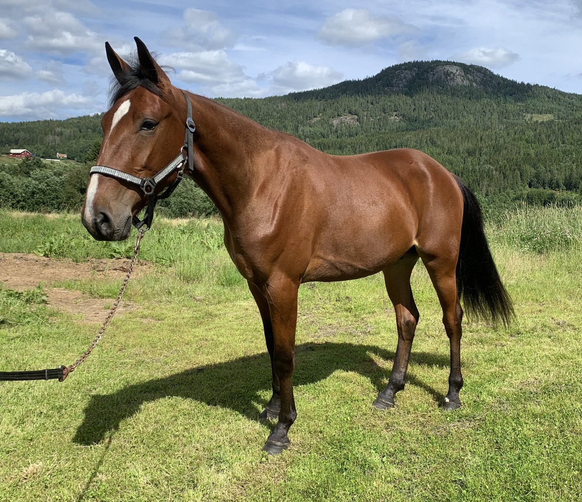 Hanneronningen's tweet photo. Flying Spirit O.M🌟2yo#codebon#chipvabene#fremtidshåp https://t.co/keXn2LC2vi