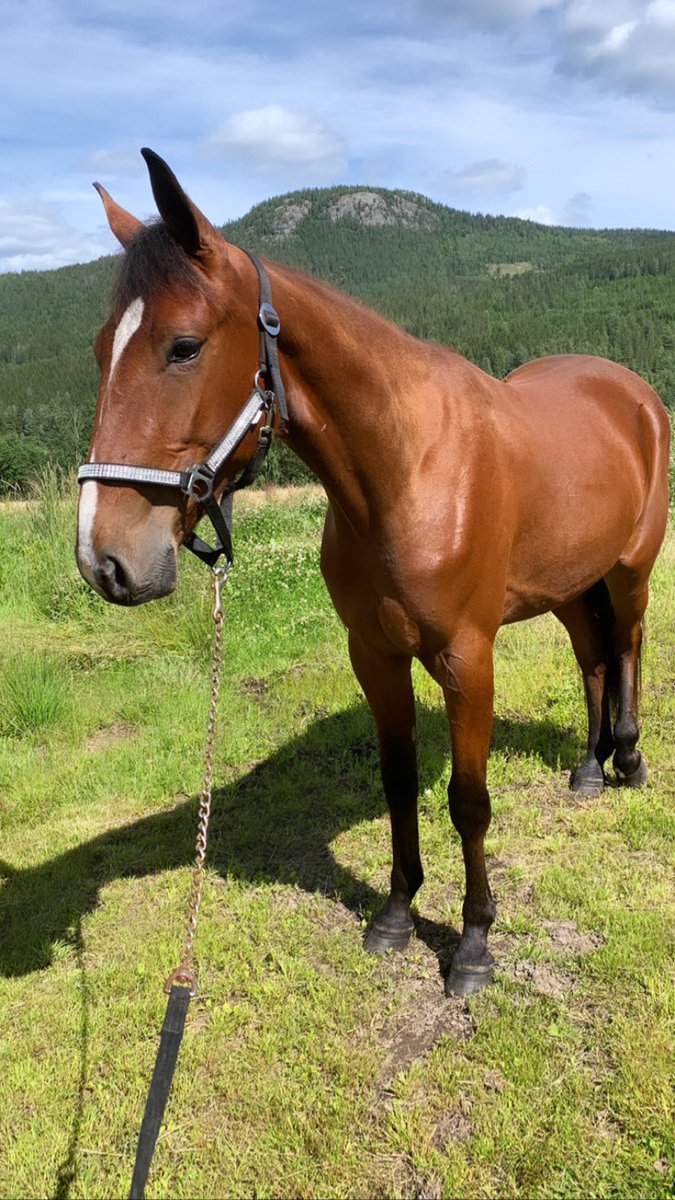 Hanneronningen's tweet photo. Flying Spirit O.M🌟2yo#codebon#chipvabene#fremtidshåp https://t.co/keXn2LC2vi