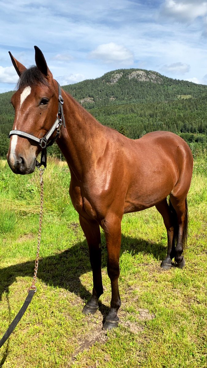 Hanneronningen's tweet photo. Flying Spirit O.M🌟2yo#codebon#chipvabene#fremtidshåp https://t.co/keXn2LC2vi