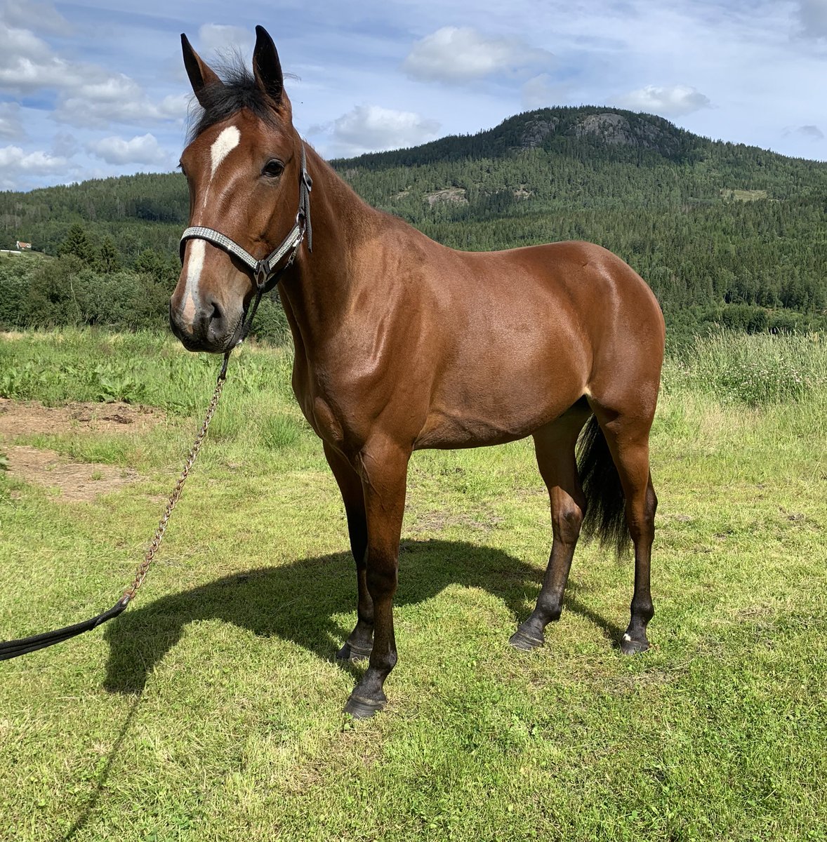 Hanneronningen's tweet photo. Flying Spirit O.M🌟2yo#codebon#chipvabene#fremtidshåp https://t.co/keXn2LC2vi
