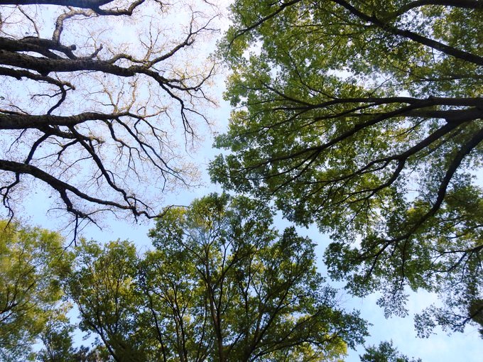 40/ Imagine our cities honeycombed with forests & green spaces where children can enjoy music created by chirping birds on a breezy pristine morning; marvel at the beauty of butterflies on wild flowers; wonder at changing colours of nature; appreciate creation of life in nature;