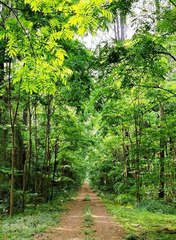 41/ Take a long walk in the filtered sunlight under canopy covered bare & damp earth, occasionally soaking in the morning sun under the shade of trees; inhale a lungful of earthy fragrant air after rains; feel the wind caressing hair & healing skin. Children surely deserve this.