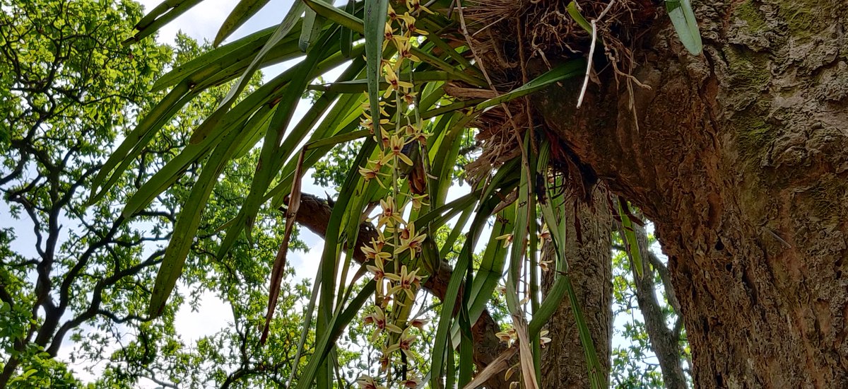 41/ Take a long walk in the filtered sunlight under canopy covered bare & damp earth, occasionally soaking in the morning sun under the shade of trees; inhale a lungful of earthy fragrant air after rains; feel the wind caressing hair & healing skin. Children surely deserve this.