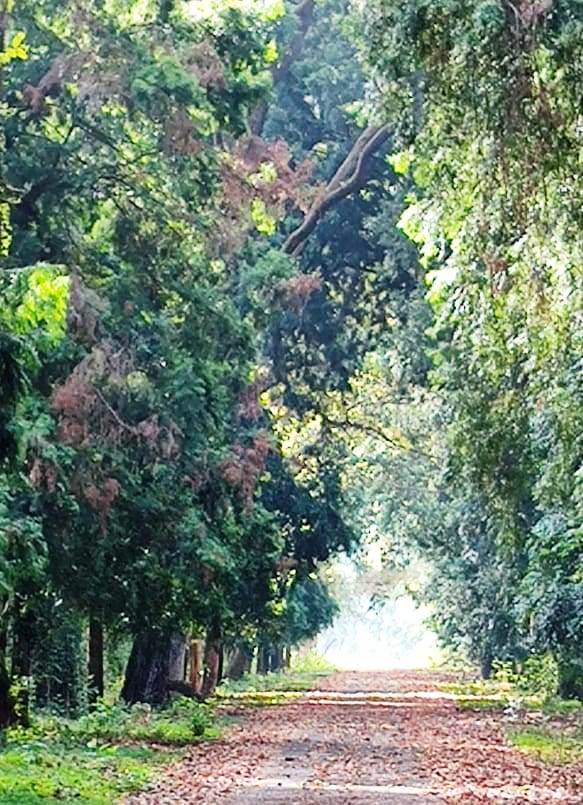 45/ #Forests  #UrbanForests  #UrbanForestry  #UrbanTrees  #environment  #ClimateChange  #pandemic  #ecology  #cities  #nature  #NaturebasedSolutions  #Time4Nature