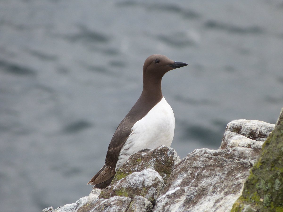 CaraCochrane's tweet photo. Best break from project work yesterday @IofMayBirdObs https://t.co/E8BHHb7xes
