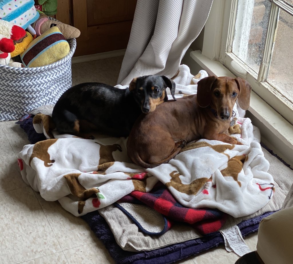 #nationaldachshundday Is everyday at our house 🏡❤️