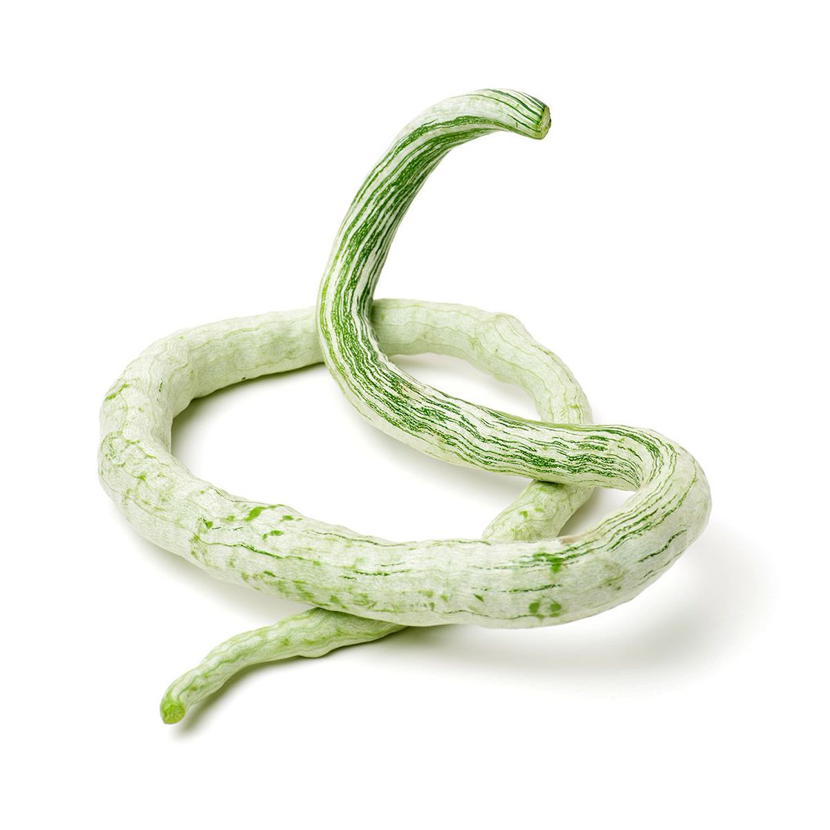 Everything about the snake gourd vine makes me unreasonably happy 

(Trichosanthes cucumerina var. anguina)