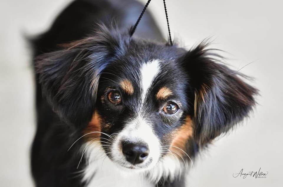 sidw599's tweet photo. Please be on the lookout for this sweet girl. She is a black tri toy Australian Shepherd. She weighs about 10 pounds and got loose at 4pm yesterday near 399th and Jingo road. Her and her brother were running together. He was picked up in Linn Valley Lakes but no sign of her❕❕ https://t.co/HEM18kHojJ
