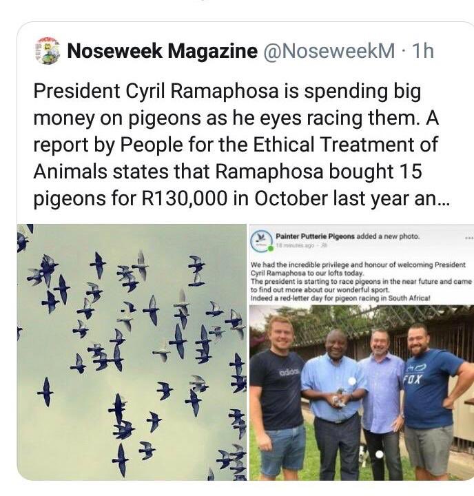 Going to look for mhlonyana