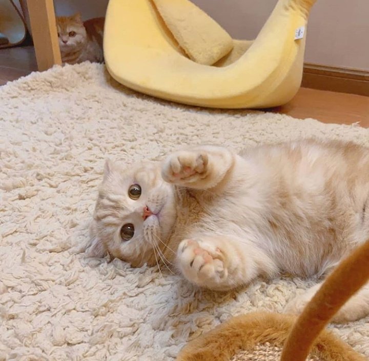 gatitos_qctd's tweet photo. Veñn https://t.co/Yyy6wY9gFK