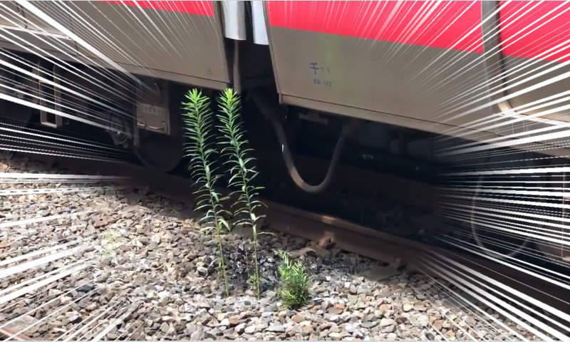when the train always stops in exactly the same place, the air conditioner always drips in exactly the same place, and a tiny ecosystem is born #TrainTwitter