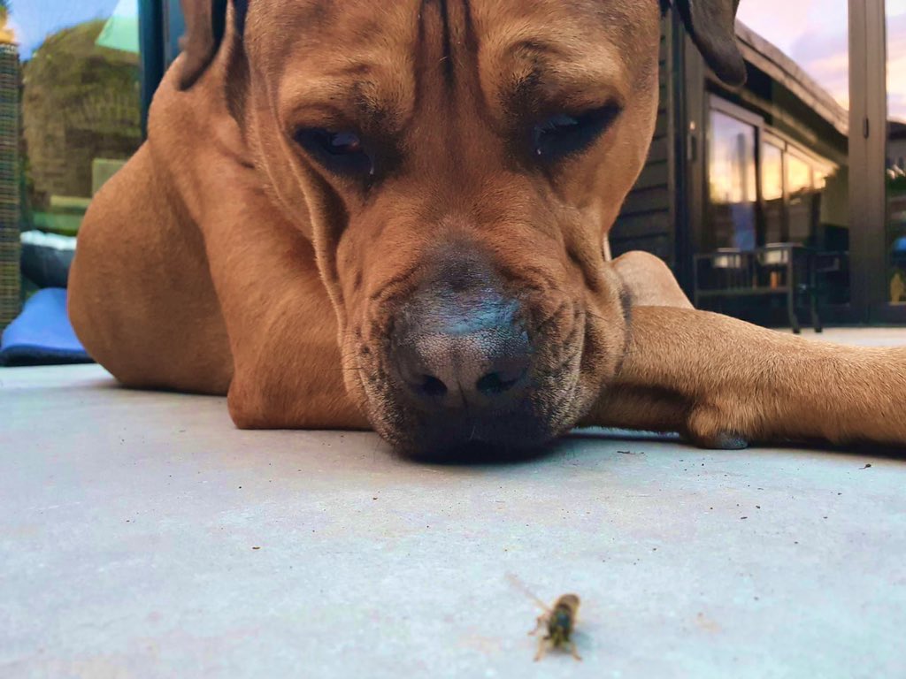 Big Soppy Stanley Bear! He wouldn’t hurt a fly! He is the kindest soul! Love my boy! ❤️❤️                                                                                                                                 #BestFriend #RescueDog from <a href="/Battersea_/">Battersea</a> #DogsofTwitter