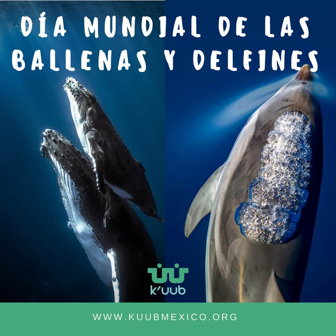 KuubMx's tweet photo. Día Mundial de las Ballenas y los Delfines
#kuub #tabasco #miradasquenancen 
@HolachiotTab 
@inundeishon 
@SEDEMA_CDMX 
@vernemexico https://t.co/WgsZGJlNKP