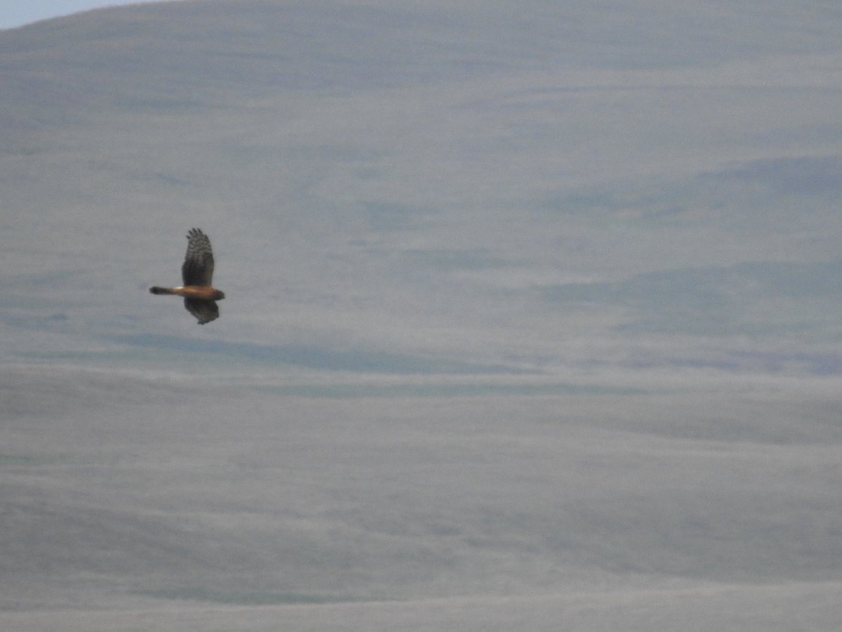 WildIslayBirds's tweet photo. After several hours of reading up on re-opening (post COVID19) &amp; how to do it I gave up &amp; took the dog a walk to #Mulreesh #Islay always carry a camera #wildlife #birding Looks like a juvenile Hen Harrier #ringtail https://t.co/FDuTj1tvuf