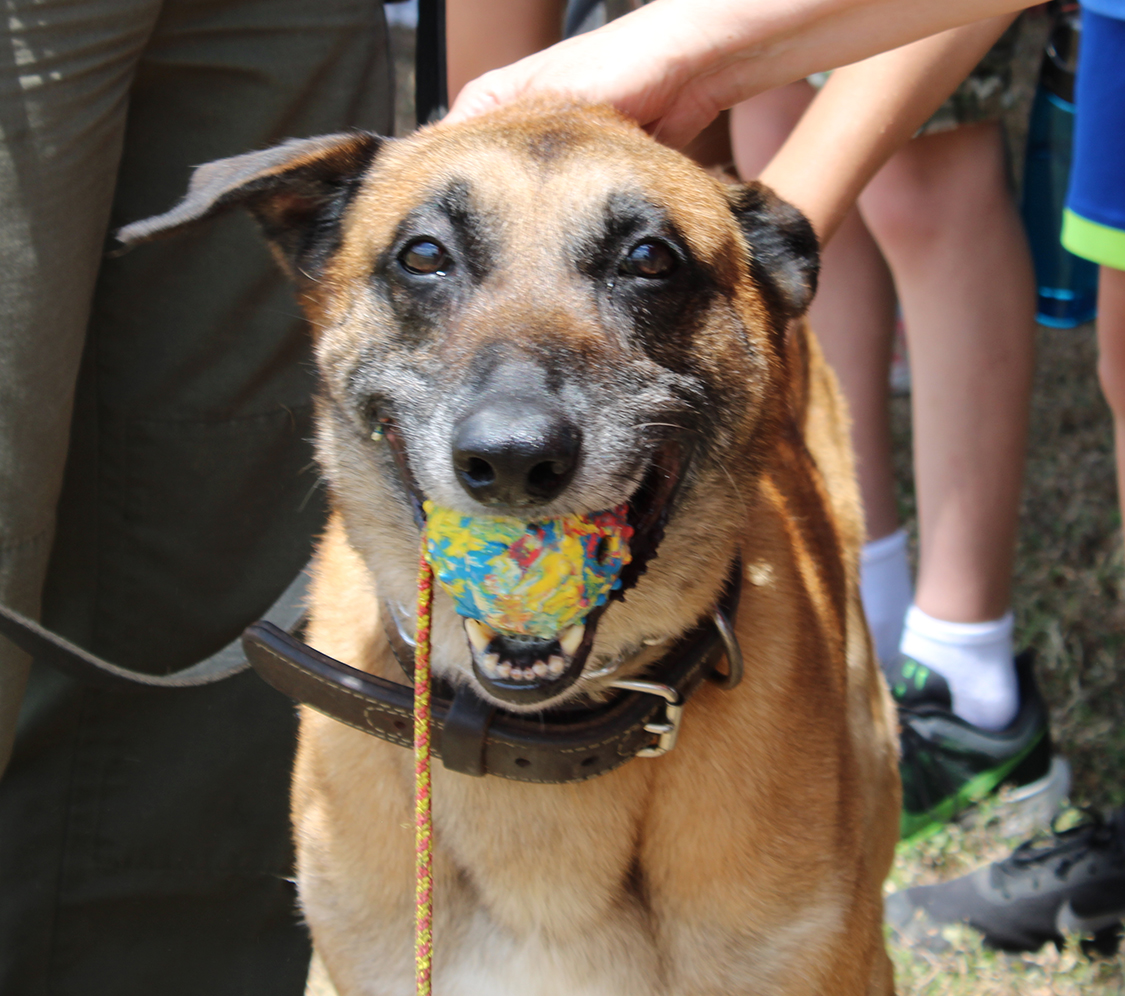 TravisCoSheriff's tweet photo. Today we retired K9 Steele. He faithfully served Travis County for 7 years. He aided in missing person searches and served on both patrol and SWAT. He will happily be living his retirement years in the home of his first TCSO handler. We're gonna miss him! https://t.co/xVpHzQF0MD