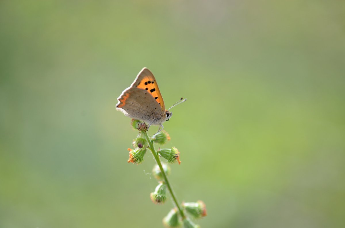 Finally got my Small Copper shot, boy did that take some chasing!!