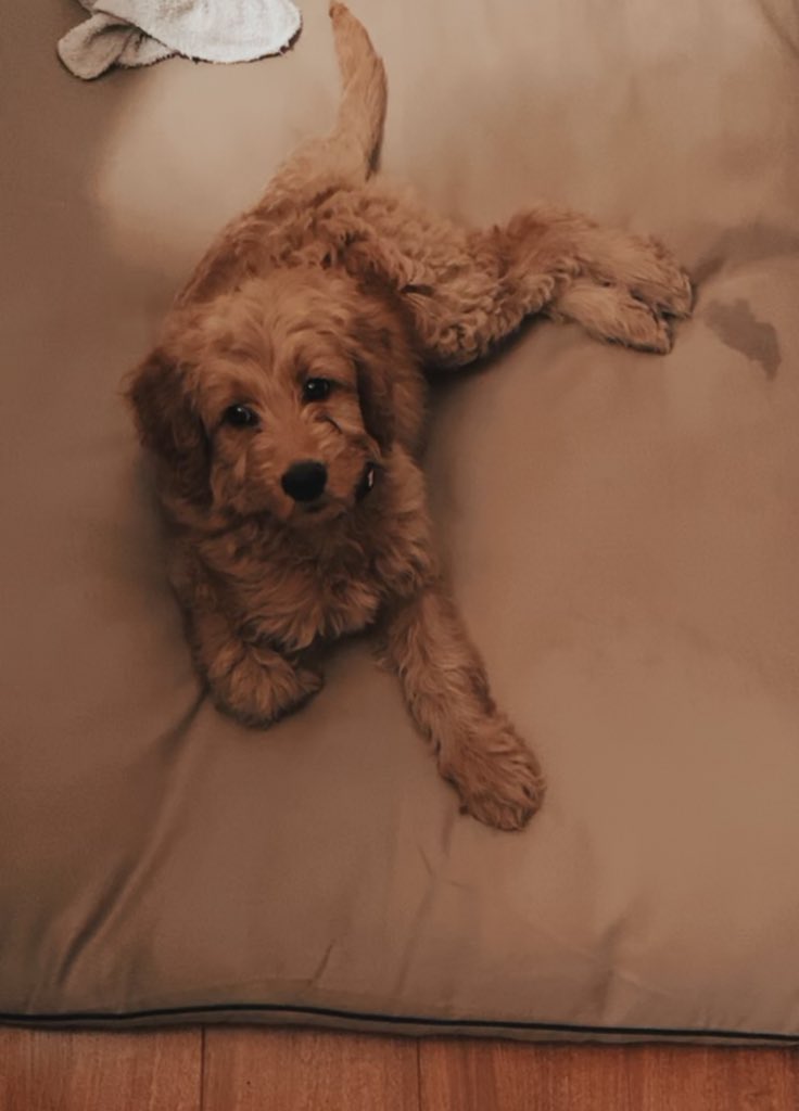 ddisonSemer's tweet photo. Say hello to Parker 🤩 my new baby girl https://t.co/XS4GtXaCGi