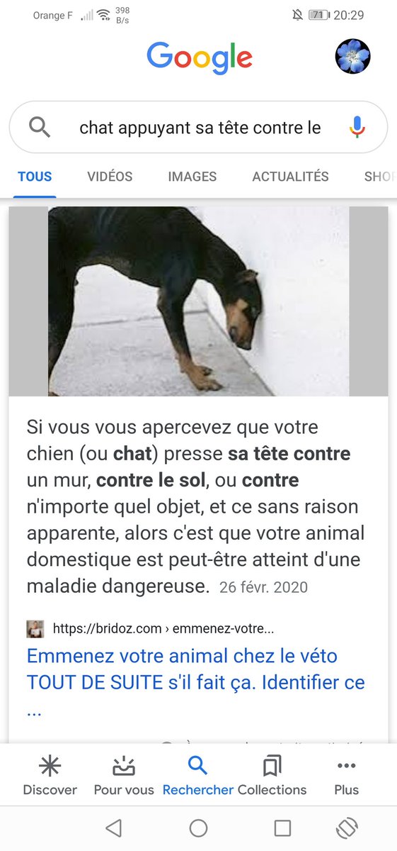 Chacha Si Un Chat Appuie Sa Tete Sans Frotter Contre Un Mur Ou Le Sol C Est Qu Il Y A Un Enorme Probleme Du Genre Tumeur Au Cerveau Il Fait Ca Chacha Si Un Chat Appuie Sa Tete Sans Frotter Contre Un Mur Ou Le Sol C Est Qu Il Y A Un Enorme Probleme Du Genre Tumeur Au Cerveau Il Fait Ca
