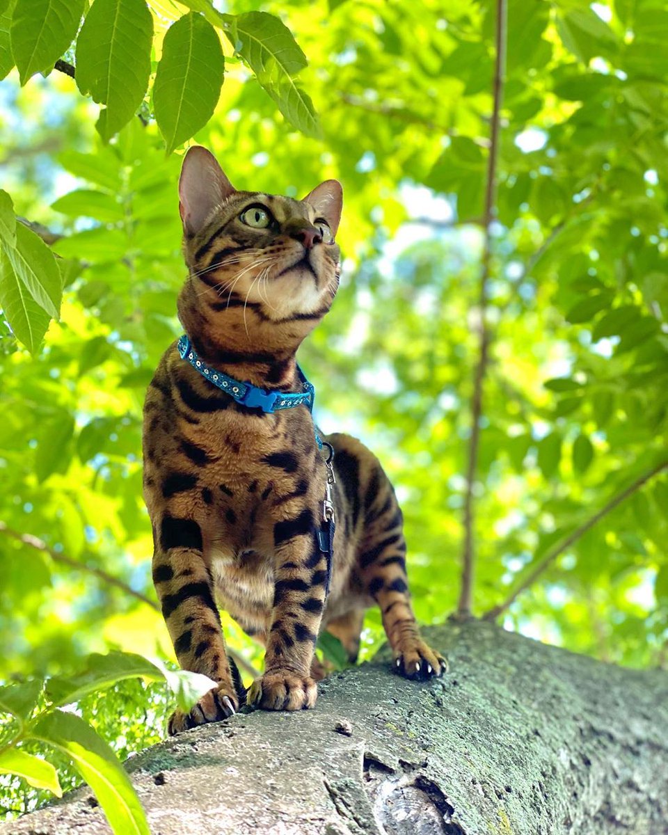 Catfluence's tweet photo. @iambannerthebengal recently got to play in the sun, climb a big tree to climb, and play with squirrels and hoomans at the Donaldson County Park! What better way to spend the day? βοΈπ³πΏπ«π
#adventurecats #catfluencer #catsofnj #bengalcat https://t.co/6pZ1a7ChyG