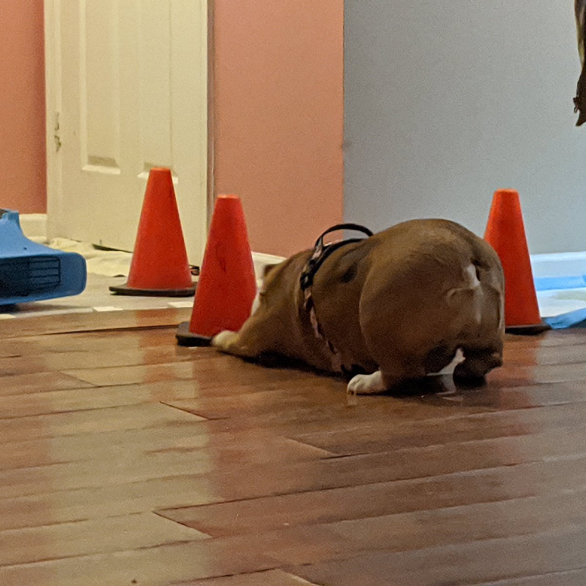 I do not like these cones Mama 😠 they are evil 😡 I will protect you from them 😆😝 #sillypuppy #trafficcones #bulldogs #tinydefender