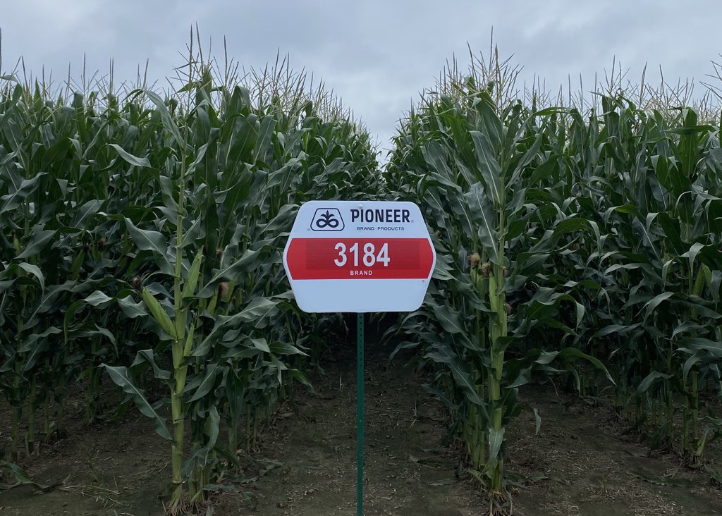 3184 was popular in the 80s. This 123-day hybrid made for a late harvest season, and farmers may remember how “it shelled like stove wood” due to its high grain quality.