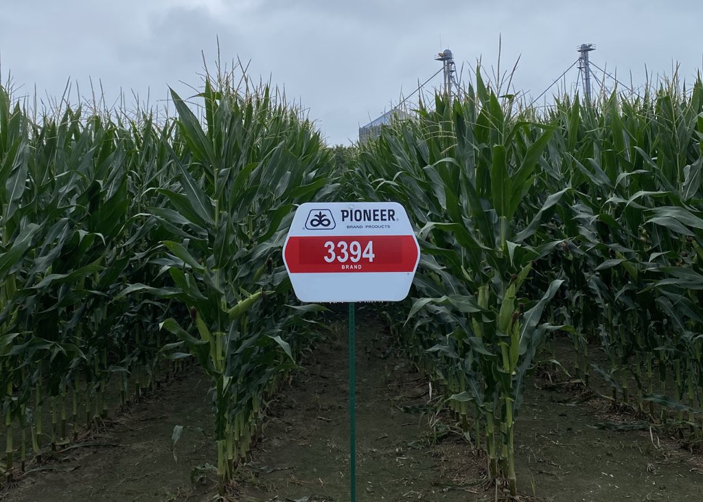At 3394’s prime in the 90s, this hybrid itself was the #2 corn company in the world: behind  @PioneerSeeds itself. What do you remember about it?