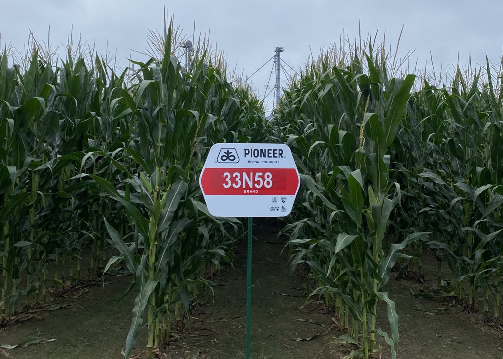 33N58 was especially popular in the Southwestern Indiana geography due it its versatility, high yield potential, and high test weight.