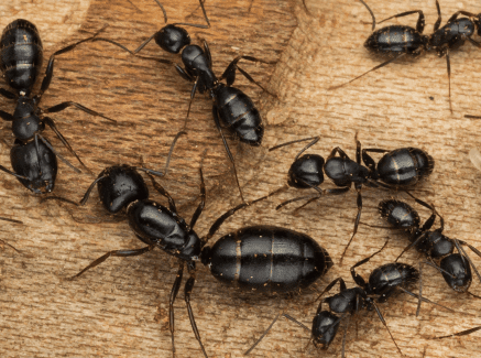 EnviroCare's tweet photo. When the dew point is this high, it can make us miserable. But it also makes carpenter ants miserable as well. When it gets muggy outside, carpenter ants look for a place to hide, may be in the ground, a log, a tree, or inside our home. #antsolutioncolumbusohio #antcontrol https://t.co/BoyVCxk020