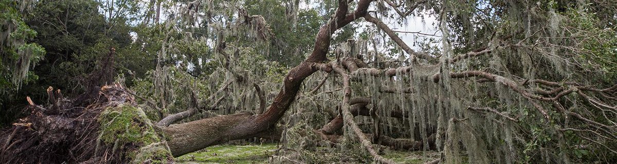 fufc_org's tweet photo. Before severe weather hits, arborists with proper training and experience can accurately predict whether a tree will fall during a storm. Are your trees ready?

https://t.co/vRS2QnfKvi

#FUFC #FloridaUrbanForestry #FloridaTrees #FloridaForestService  #HurricanePrep https://t.co/XuJpYTPXKI
