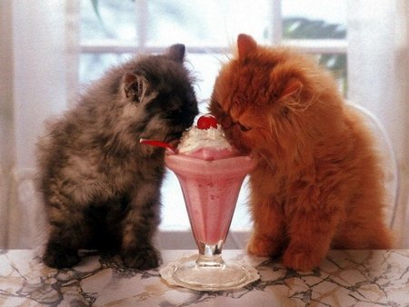 kittycreams0's tweet photo. Here's your daily kittens and cream picture! These cats love a good old lick of frozen cream. #kittensncream #creamypussy #lickthatcream #cute #commieclimateconspiracy #icecreamsundae #alllivesmatter #doubletrouble #follow4follow #whitestcream #whitemakesright # https://t.co/htZWfXwAGu