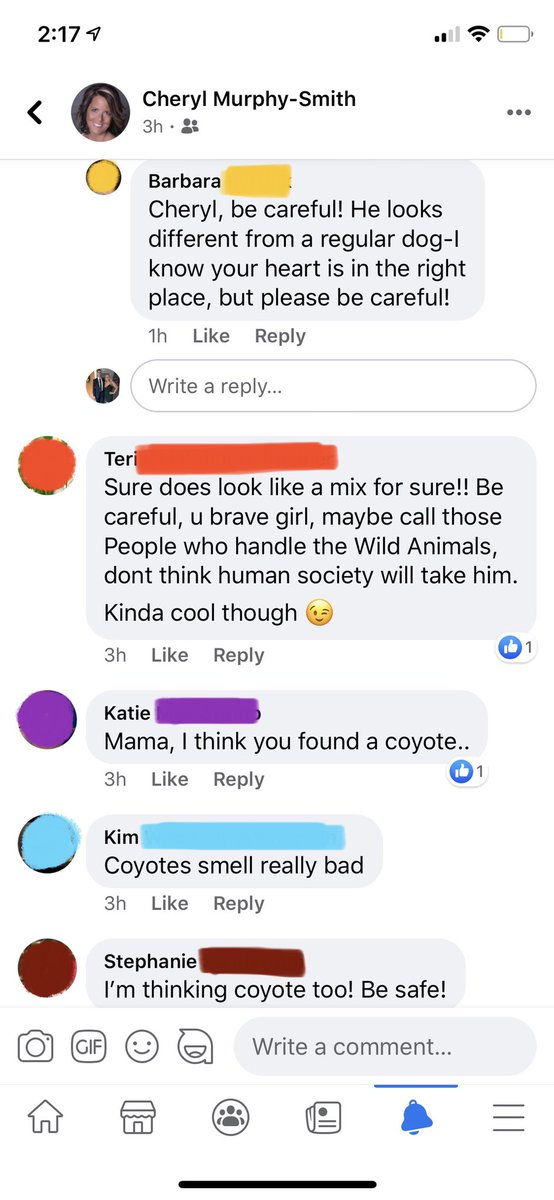 jacob_smith1172's tweet photo. My mom has convinced a truly remarkable amount of people on Facebook that she is driving around town with a live coyote in her car. It’s getting to the point where some are commending her for her heart of gold for picking up a LIVE COYOTE 🤦🏻‍♂️ https://t.co/vKF3xLFgKb