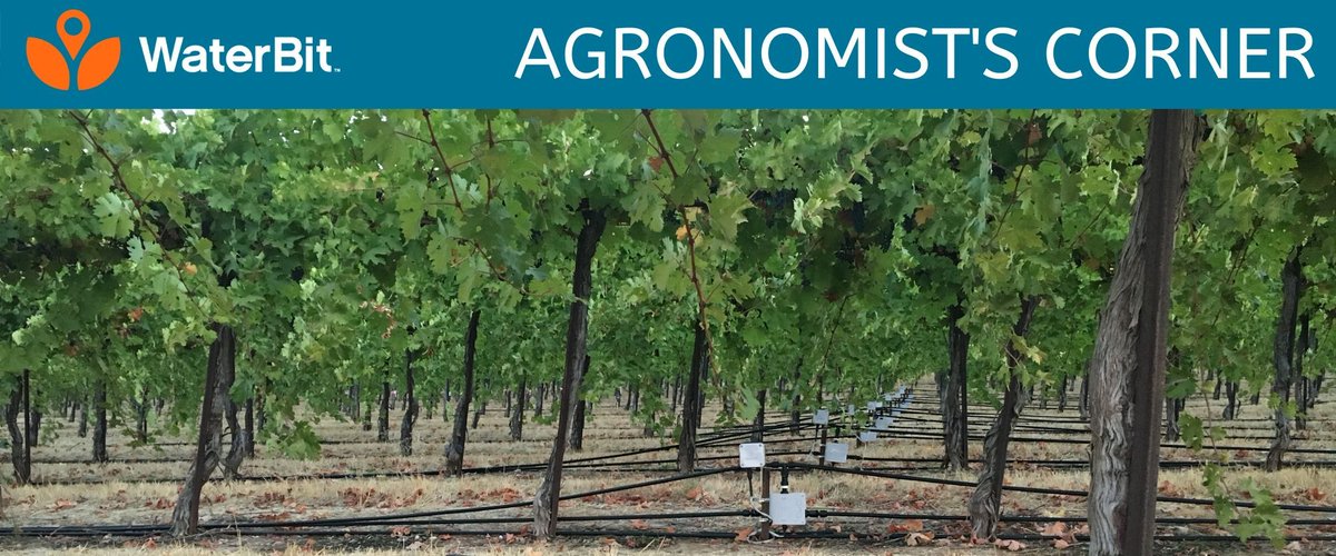 Summer irrigation can make (or break) the crop. Learn why from agronomist, Sebastian Braum. buff.ly/3imas2q #overirrigation #summerirrigation #wateringrecipe