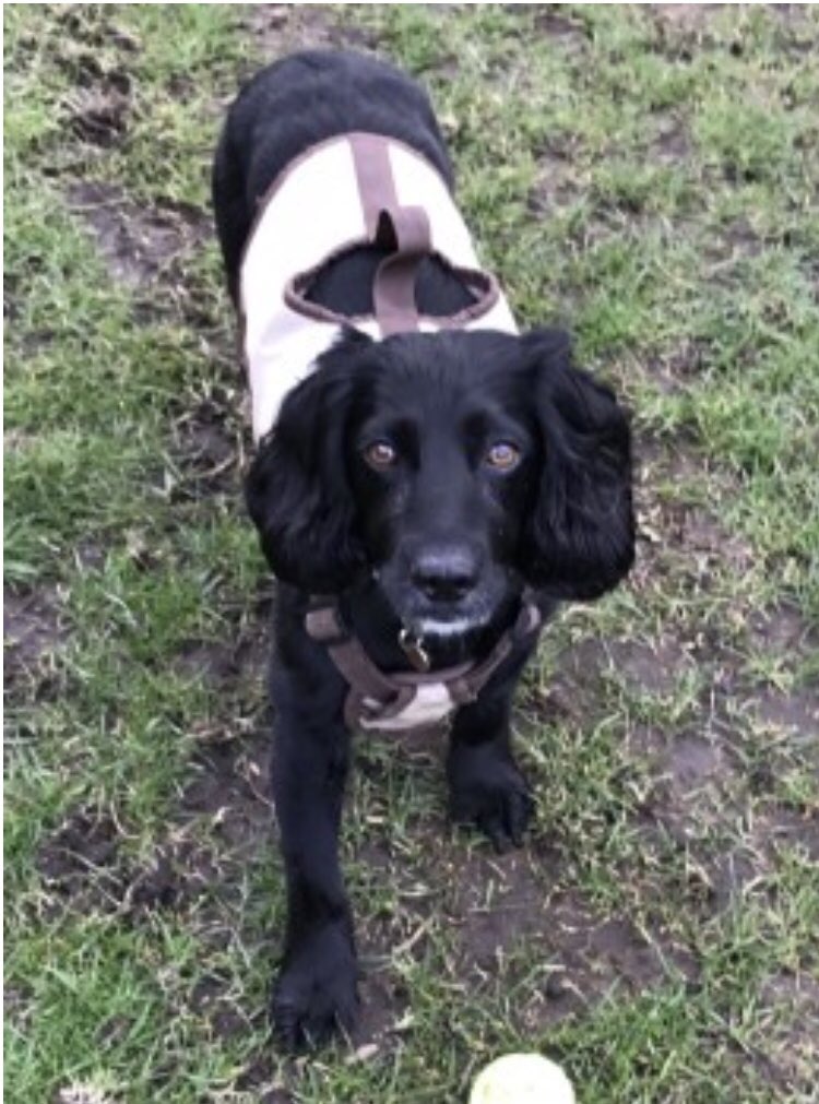 rosiedoc666's tweet photo. #SpanielHour
SKYE #cockerspaniel@went missing on walk in Northern #Anglesley along coastal path between
Chimney Stacks at #PorthWen /#Cemaes Beach 1/4/18
Was she found....did some1 take her home/older adult
Really hope so #WALES
Tagged/chipped&spayed https://t.co/DQcGrZCFph https://t.co/JTbH2QpdHv