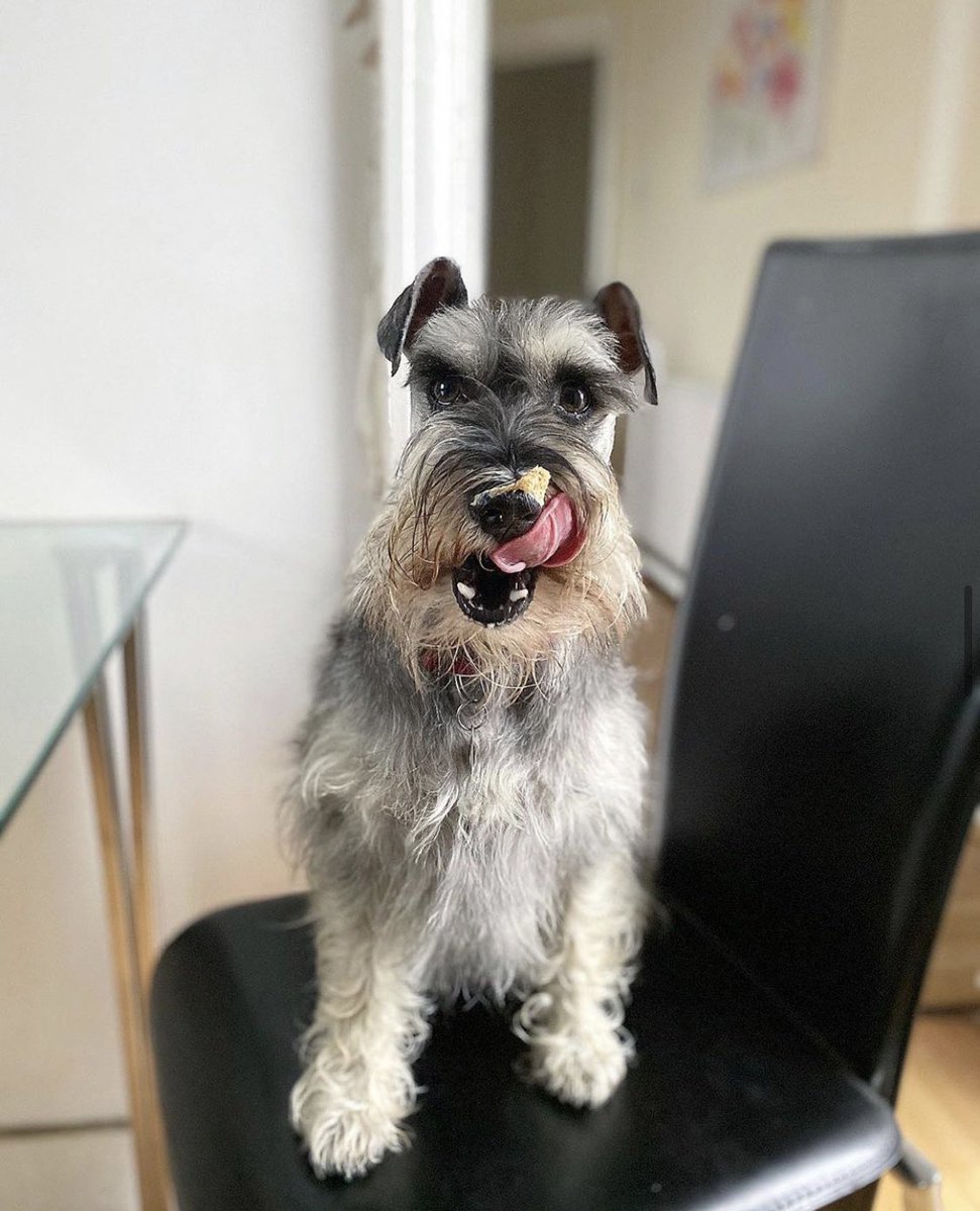 Yummy, my biscuits taste great! Yep, I’m saving that bit for later 😋 #YummyInMyTummy #ThursdayThoughts #ThursdayMotivation #PawBakes