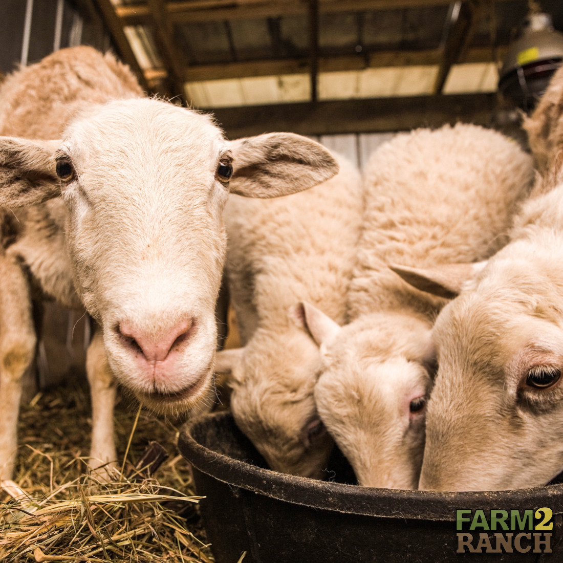 farm2_ranch's tweet photo. Hungry for a good deal? Sniff around https://t.co/dXL3Jz0pkG!

#farm2ranch #usedag #agriculture #letsgrowtogether https://t.co/YRVfA8xUOD