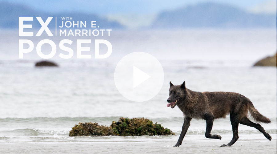 ExposdWC's tweet photo. Missed us? We’re back with a stunning new episode! Join John and a small group of photographers as they travel to the remote BC coast in search of the rare “Sea Wolf”.  https://t.co/djREF3AVXy https://t.co/mOCaRJGA6A