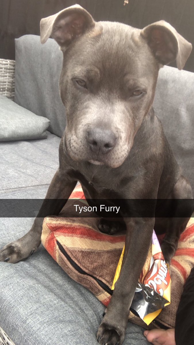 Absolutebeaut12's tweet photo. My boy 🥰 named after the greatest boxer ever, gypsy king himself @Tyson_Fury 🥊 what a unit 🥰🥰🥰 https://t.co/po33cAsoOz