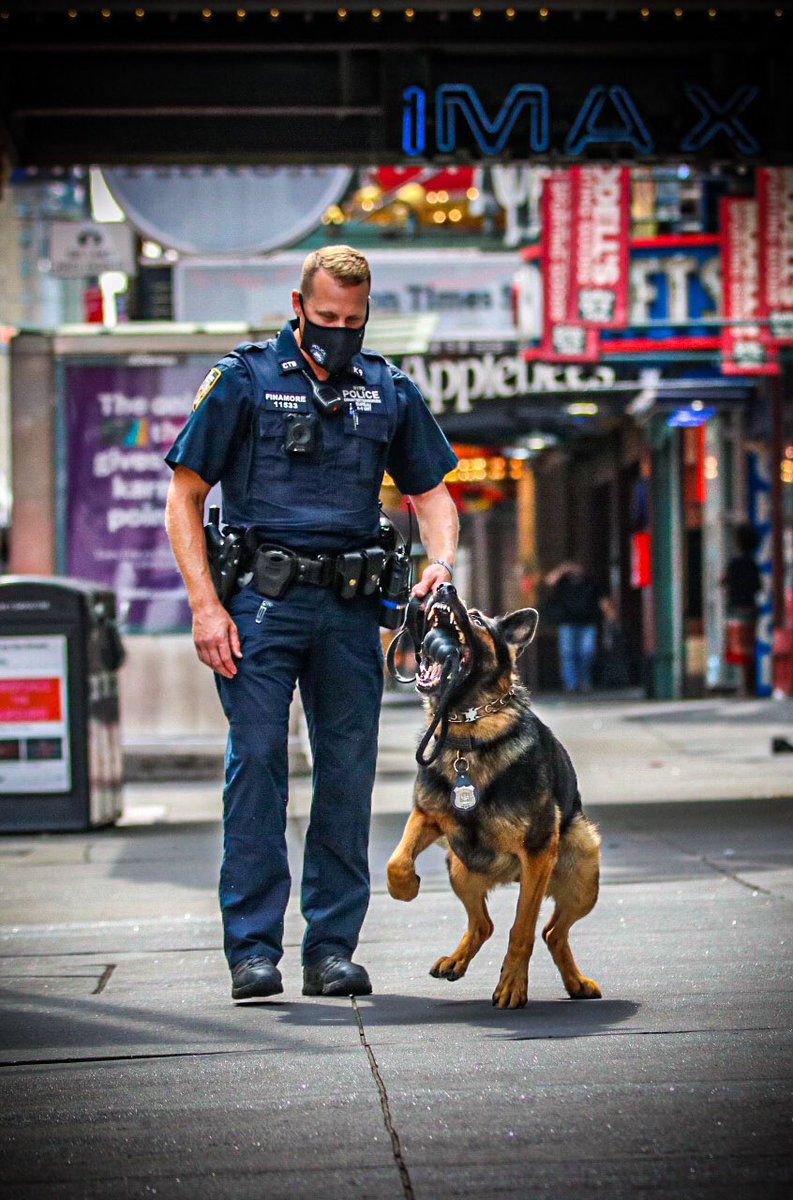 NYPDCT's tweet photo. @nypdct Critical Response teams are #deployed throughout #NYC today & everyday. #K9Teams patrol vital locations searching & sniffing to keep the city #safe.
#K9LeadstheWay: #K9Maddie, #K9Simo & #K9Gunner
#NYPDProtecting #CRC #Counterterrorism #NYPD https://t.co/7Zc5RYEpoN