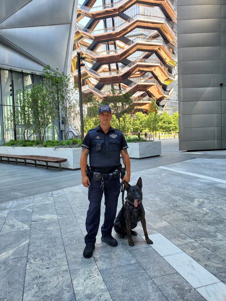 NYPDCT's tweet photo. @nypdct Critical Response teams are #deployed throughout #NYC today & everyday. #K9Teams patrol vital locations searching & sniffing to keep the city #safe.
#K9LeadstheWay: #K9Maddie, #K9Simo & #K9Gunner
#NYPDProtecting #CRC #Counterterrorism #NYPD https://t.co/7Zc5RYEpoN