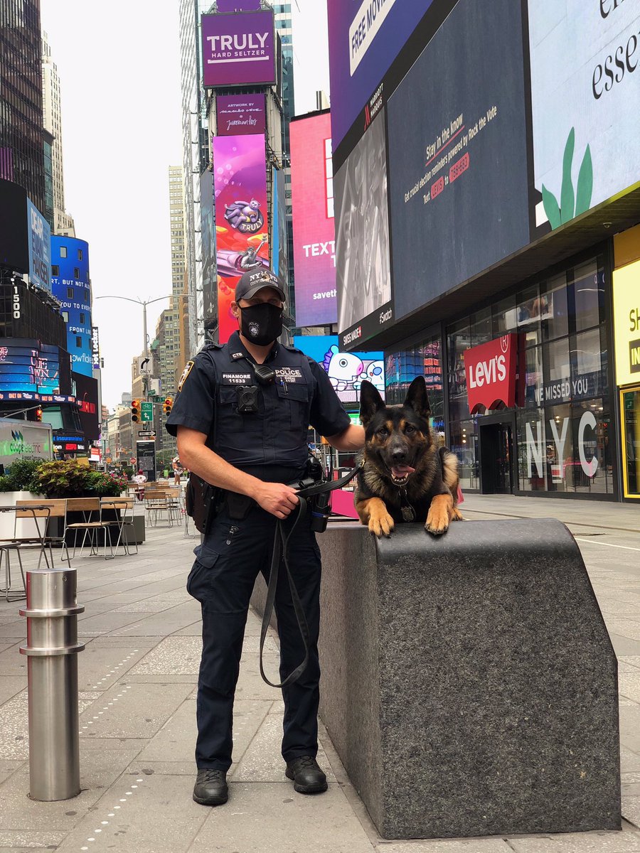 NYPDCT's tweet photo. @nypdct Critical Response teams are #deployed throughout #NYC today & everyday. #K9Teams patrol vital locations searching & sniffing to keep the city #safe.
#K9LeadstheWay: #K9Maddie, #K9Simo & #K9Gunner
#NYPDProtecting #CRC #Counterterrorism #NYPD https://t.co/7Zc5RYEpoN