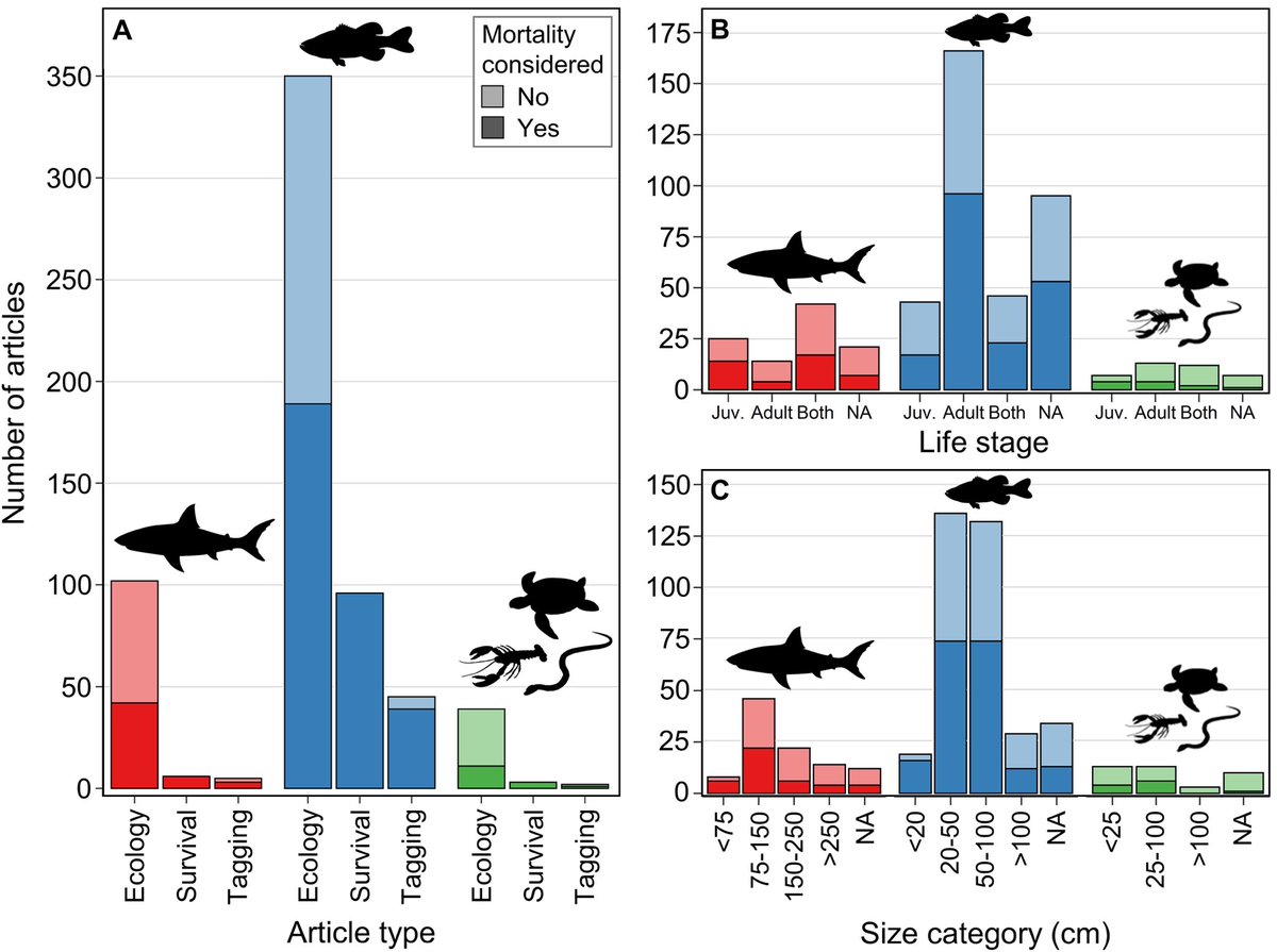 natklinard's tweet image. Are your tagged animals alive? Our review of 640 acoustic telemetry articles from 2015-19 revealed 50% of ecology/behaviour studies do not consider mortality of tagged individuals despite &amp;gt;11% mortality on average in studies that did investigate it.

rdcu.be/b5M1O