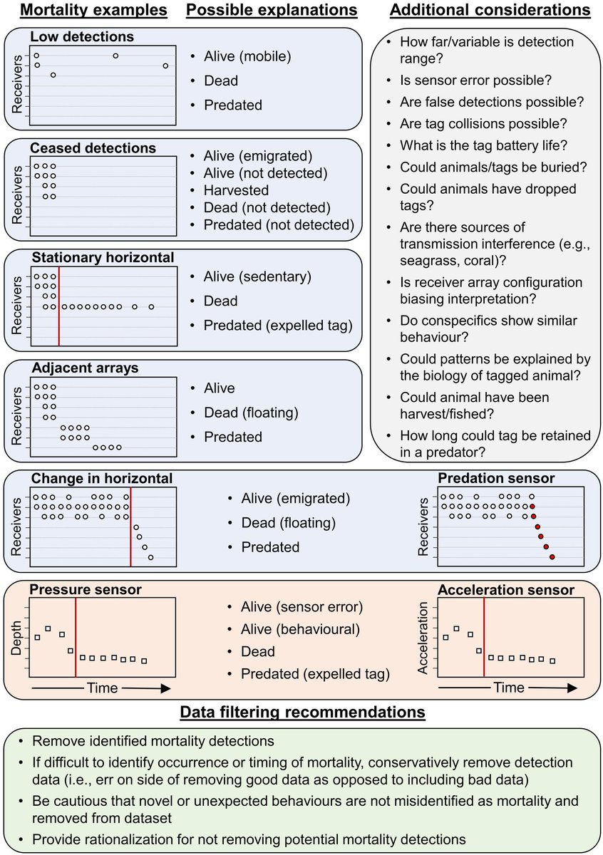 natklinard's tweet image. Are your tagged animals alive? Our review of 640 acoustic telemetry articles from 2015-19 revealed 50% of ecology/behaviour studies do not consider mortality of tagged individuals despite &amp;gt;11% mortality on average in studies that did investigate it.

rdcu.be/b5M1O